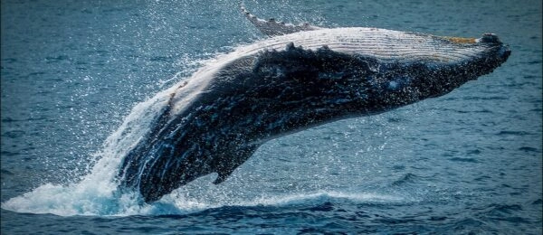 Découverte d&rsquo;un Mammifère Marin Elusif sur une île Reculée du Pacifique