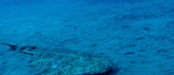 Détection d&rsquo;un Requin Considéré Comme Éteint le Long des Côtes Corses