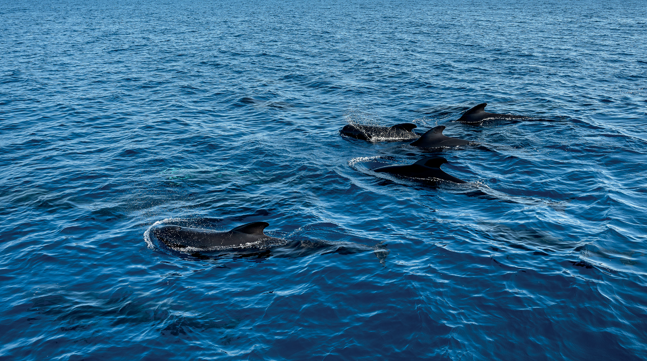 BioDivMed Mediterranean eDNA survey