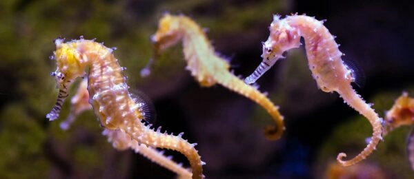 Évaluer l&rsquo;Impact des Réserves Marines sur la Biodiversité des Poissons