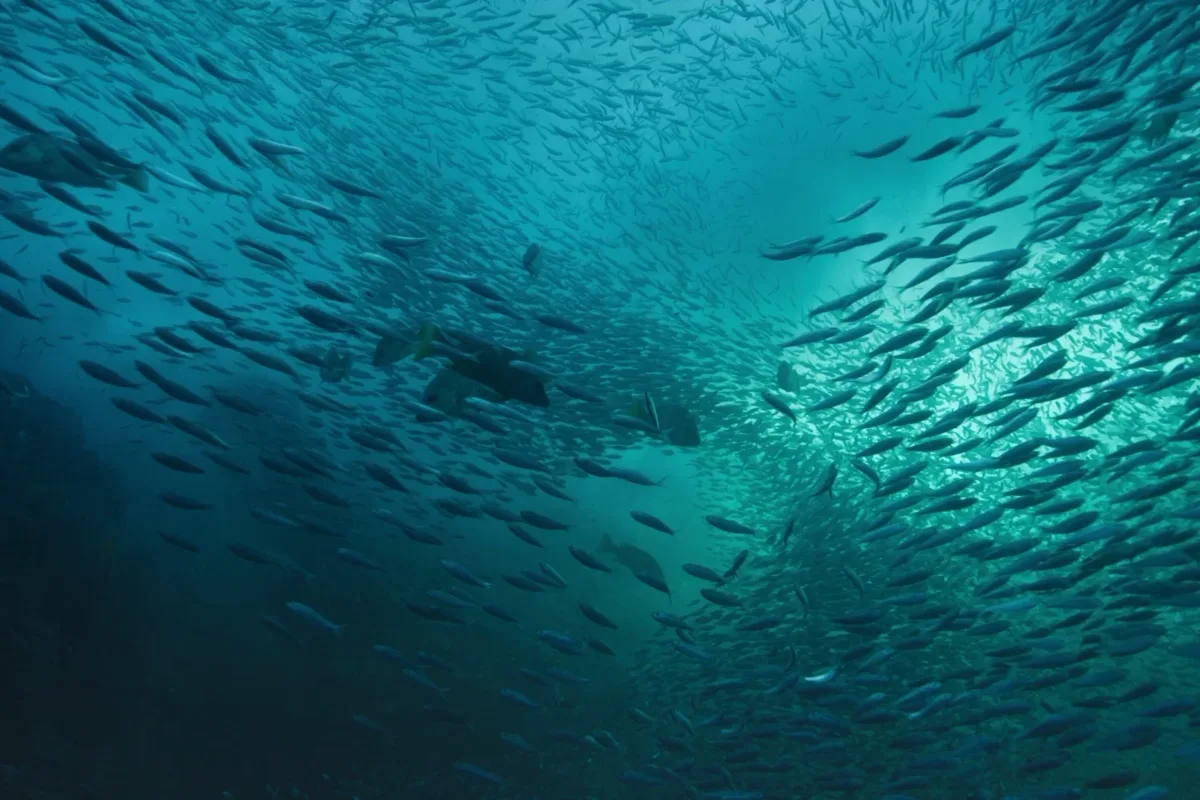 SPYGEN Oceans