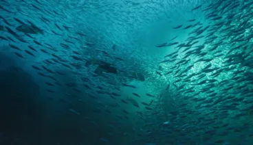 SPYGEN Oceans