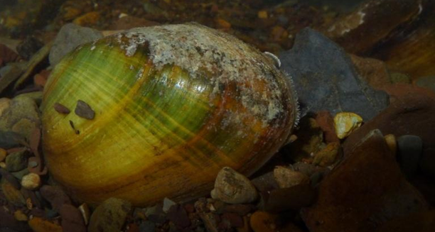 Paris Seine river — rare freshwater mussel species