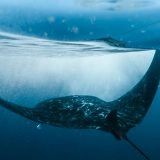 Que manquez-vous avec un protocole ADNe simplifié ?