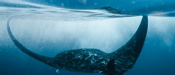 Un protocole ADNe simplifié passe à côté de 40 % des espèces détectées par SPYGEN