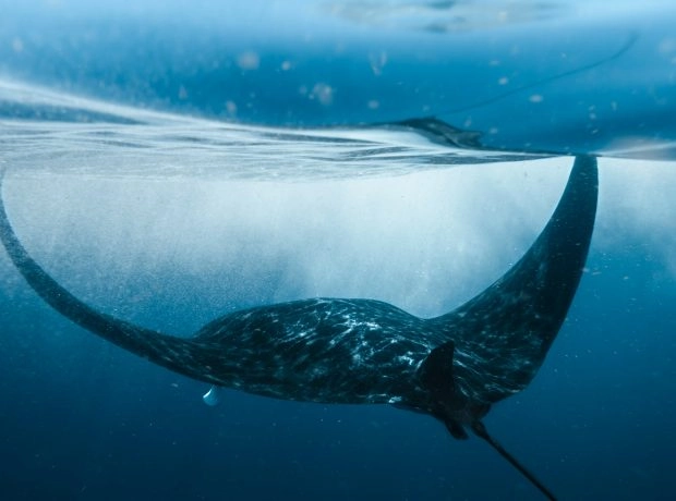 What Are You Missing With a Simplified eDNA Protocol?