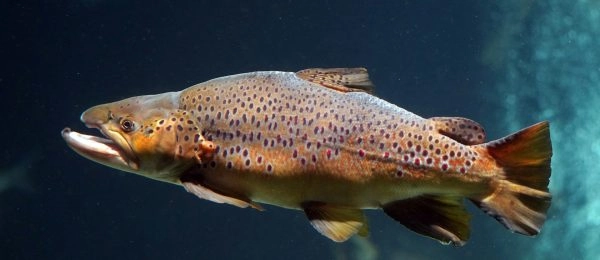 Un protocole ADNe simplifié passe à côté de 33 % des espèces détectées par SPYGEN