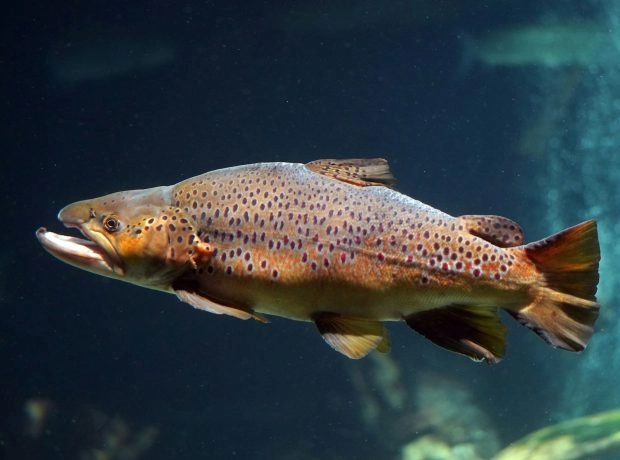 Que Manquez-Vous Avec Un Protocole ADNe Simplifié?