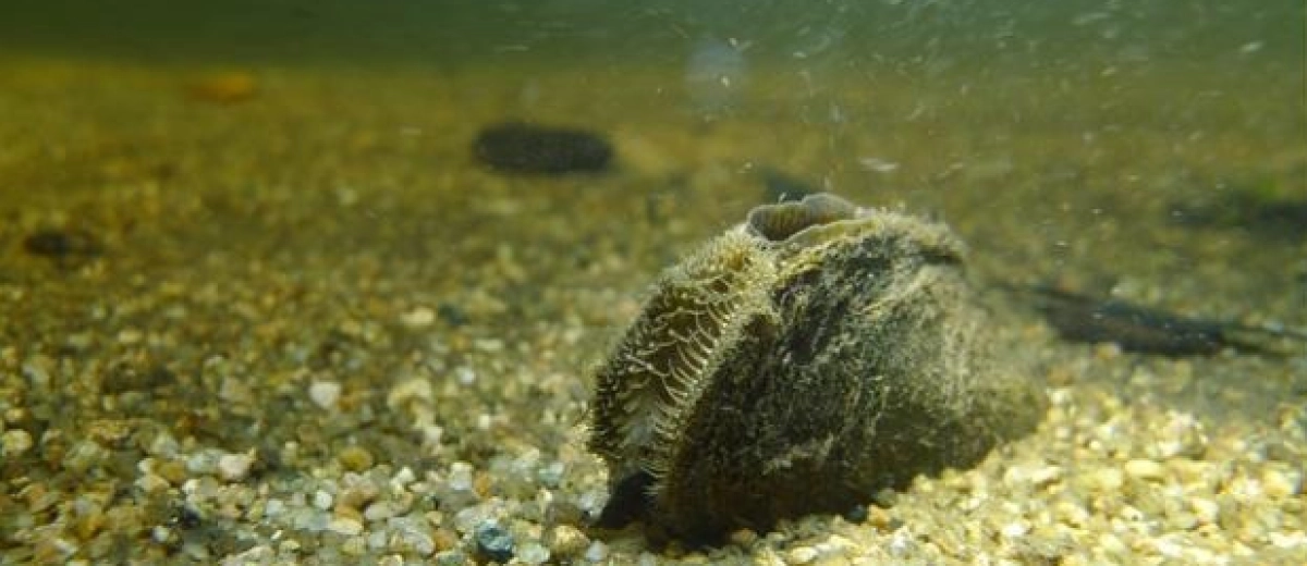 Challenging The Knowledge of Freshwater Mussel Distributions in France With New Large-Scale eDNA Monitoring