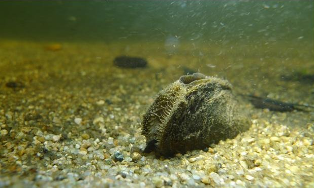 French freshwater mussel eDNA distribution atlas