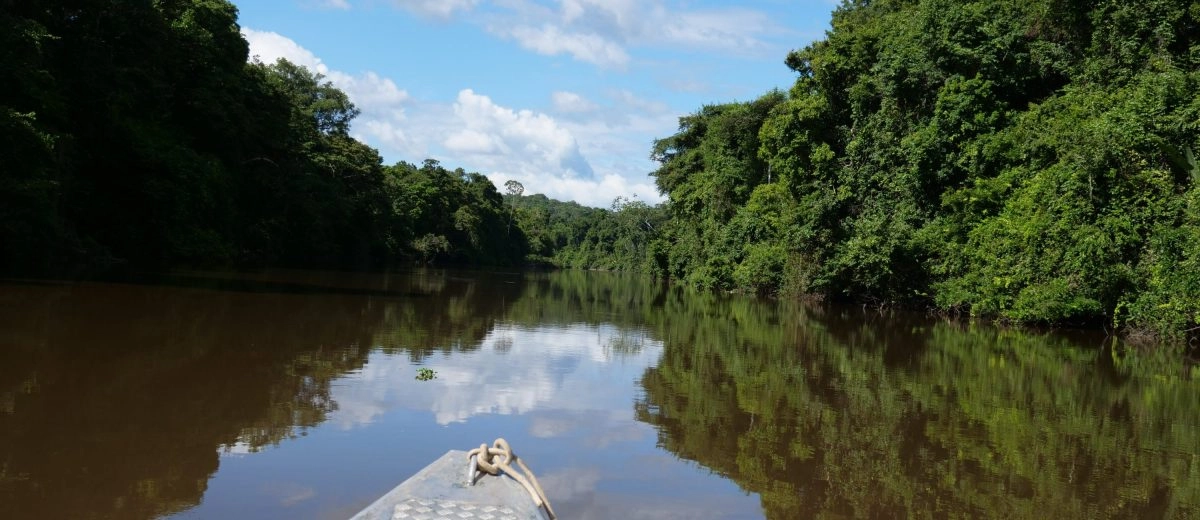 Revealing Shifts in Biodiversity Using Real-Time eDNA Monitoring in French Guiana