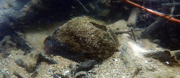 Menacée dans son aire d’origine, émergente ailleurs : le cas d’Unio carneus dans les rivières françaises.