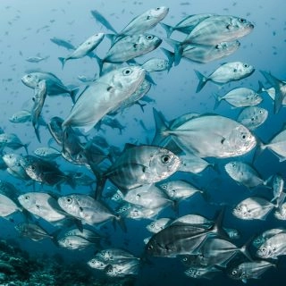 Next-Generation Marine eDNA Monitoring