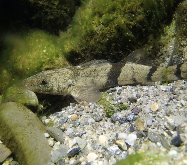 Freshwater eDNA - Short video