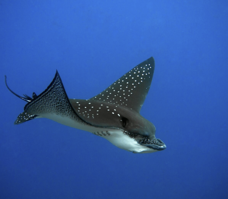 Marine eDNA - Short video