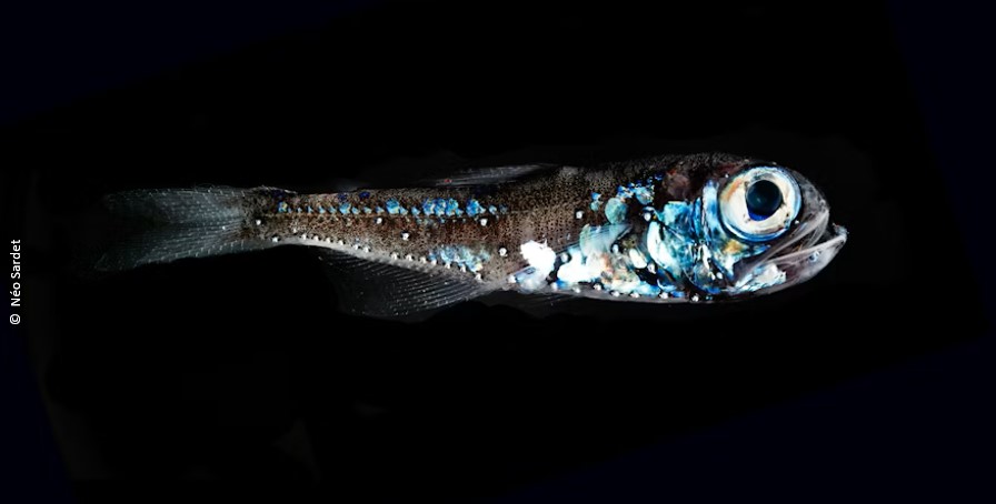 Lanternfish — mesopelagic species detected via eDNA