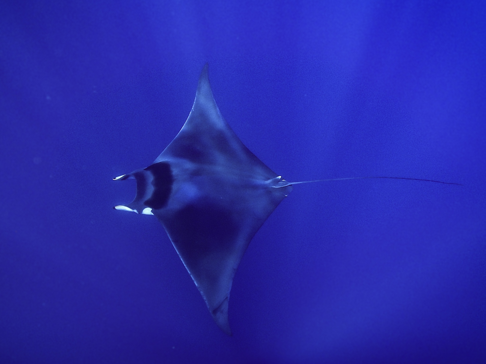 Mobula mobular — Spinetail mobula ray, detected via eDNA