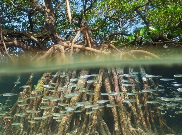 The Next Frontier in eDNA Monitoring: Semi-Quantification