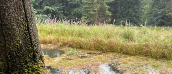 Vertebrate Primer Combines Broad-Spectrum Detection With High Sensitivity