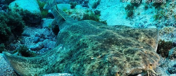 Beyond the Surface: MPAs Need a 3rd Dimension